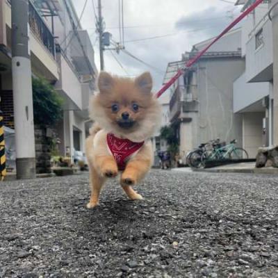 せな