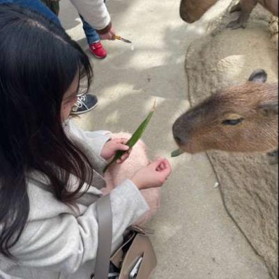モモリン
